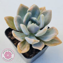 Load image into Gallery viewer, Graptophytum Supreme Variegated
