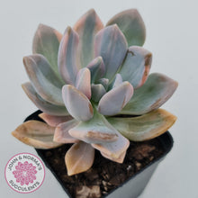 Load image into Gallery viewer, Graptophytum Supreme Variegated
