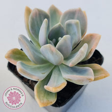 Load image into Gallery viewer, Graptophytum Supreme Variegated
