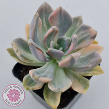 Load image into Gallery viewer, Graptophytum Supreme Variegated
