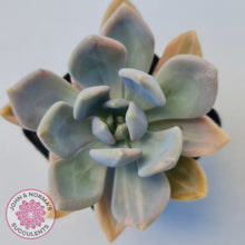 Load image into Gallery viewer, Graptophytum Supreme Variegated
