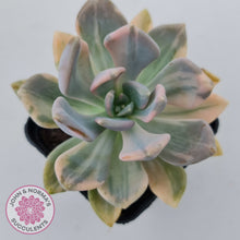 Load image into Gallery viewer, Graptophytum Supreme Variegated
