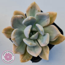 Load image into Gallery viewer, Graptophytum Supreme Variegated
