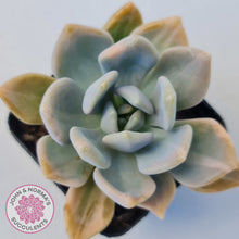 Load image into Gallery viewer, Graptophytum Supreme Variegated
