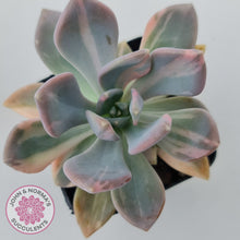 Load image into Gallery viewer, Graptophytum Supreme Variegated
