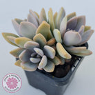 Graptophytum 'Supreme'