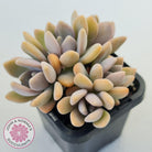 Graptophytum 'Supreme'