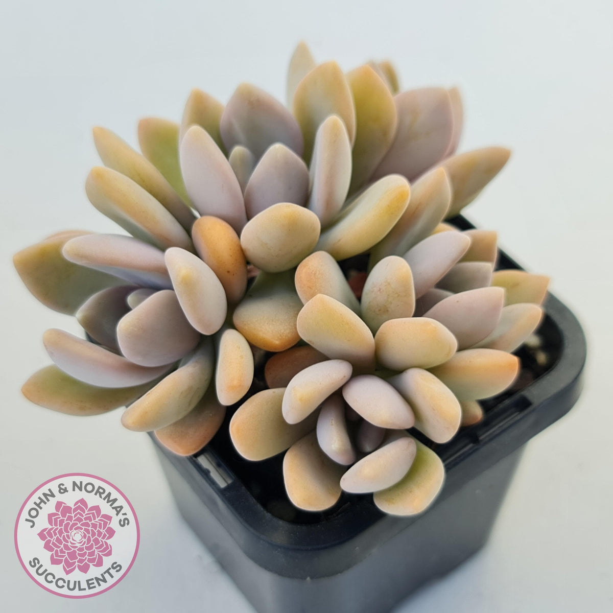 Graptophytum 'Supreme'