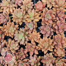 Load image into Gallery viewer, Graptosedum Bronze Cuttings x 2 - John &amp; Norma&#39;s Succulents Australia
