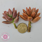 Graptosedum Bronze Cuttings x 2