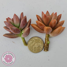 Load image into Gallery viewer, Graptosedum Bronze Cuttings x 2 - John &amp; Norma&#39;s Succulents Australia
