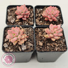 Graptosedum Bronze Extreme Variegata