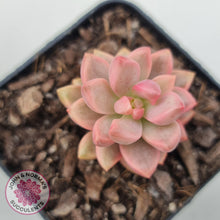 Load image into Gallery viewer, Graptosedum Bronze Extreme Variegata - John &amp; Norma&#39;s Succulents Australia
