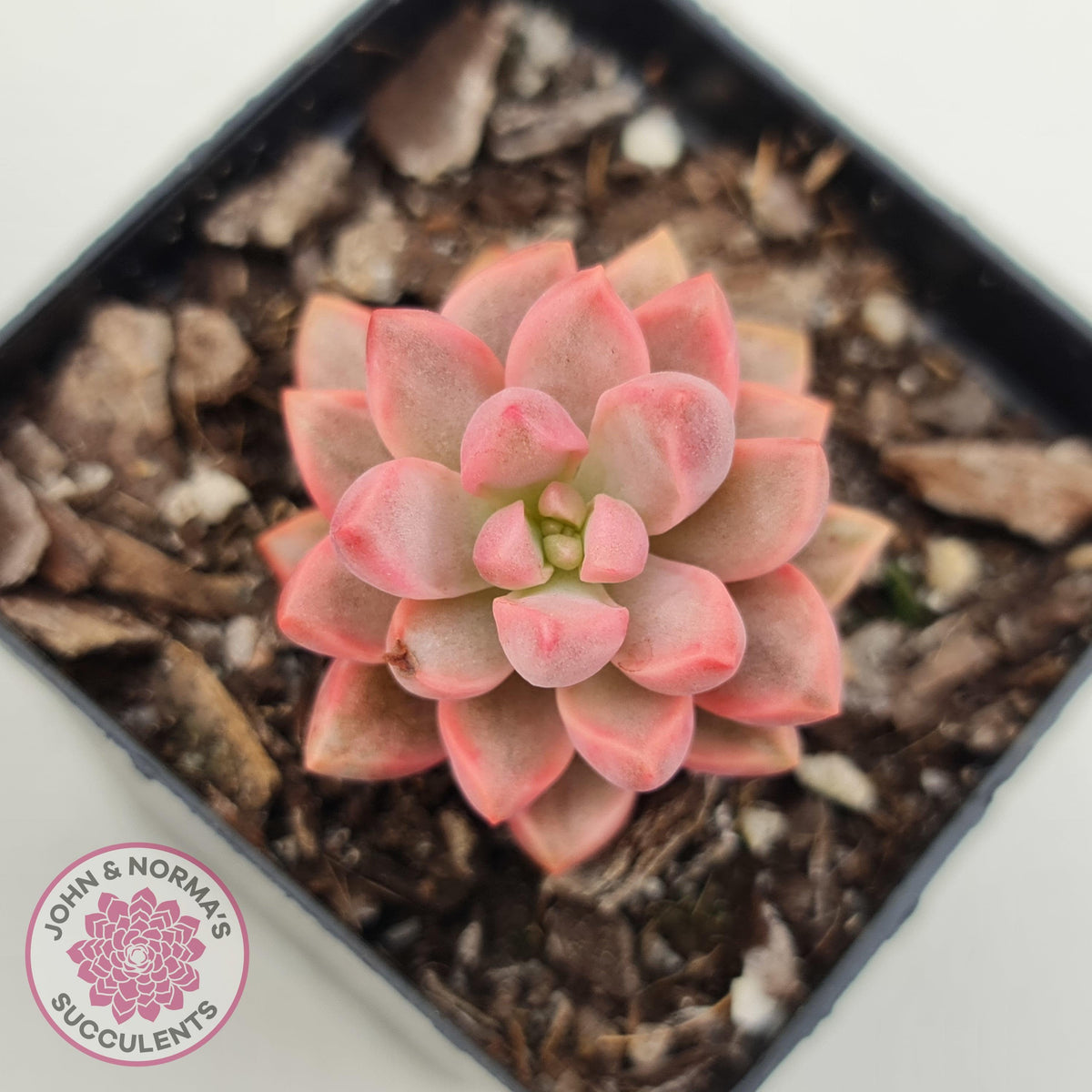 Graptosedum Bronze Extreme Variegata