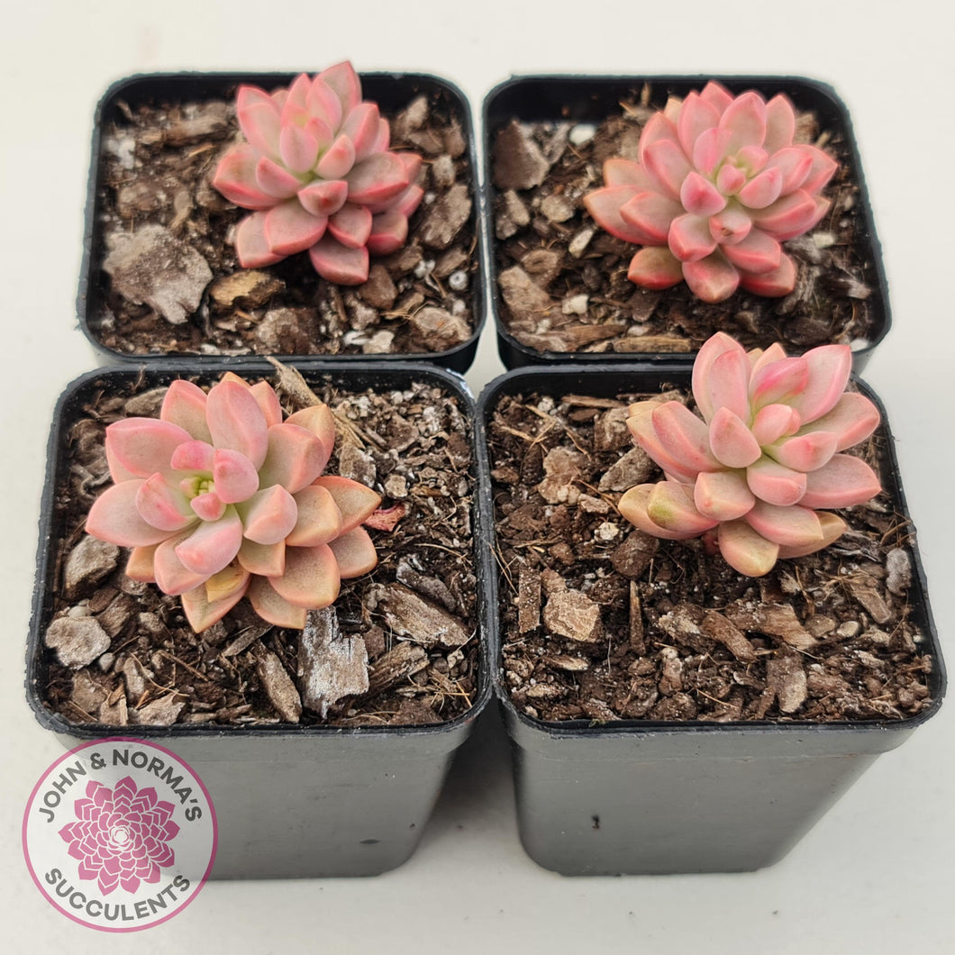 Graptosedum Bronze Extreme Variegata - John & Norma's Succulents Australia