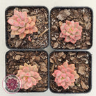 Graptosedum Bronze Extreme Variegata