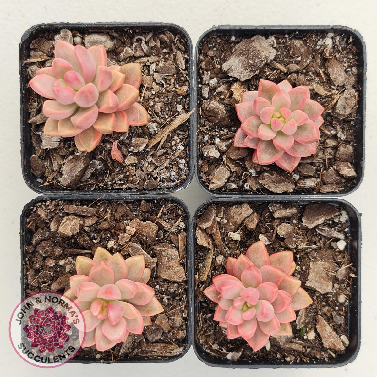 Graptosedum Bronze Extreme Variegata