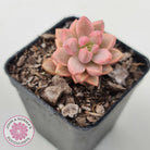 Graptosedum Bronze Extreme Variegata