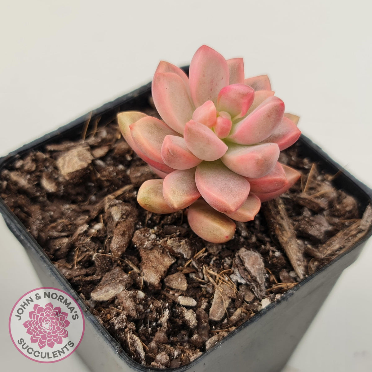 Graptosedum Bronze Extreme Variegata