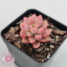 Load image into Gallery viewer, Graptosedum Bronze Extreme Variegata - John &amp; Norma&#39;s Succulents Australia
