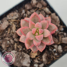 Load image into Gallery viewer, Graptosedum Bronze Extreme Variegata - John &amp; Norma&#39;s Succulents Australia
