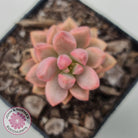 Graptosedum Bronze Extreme Variegata