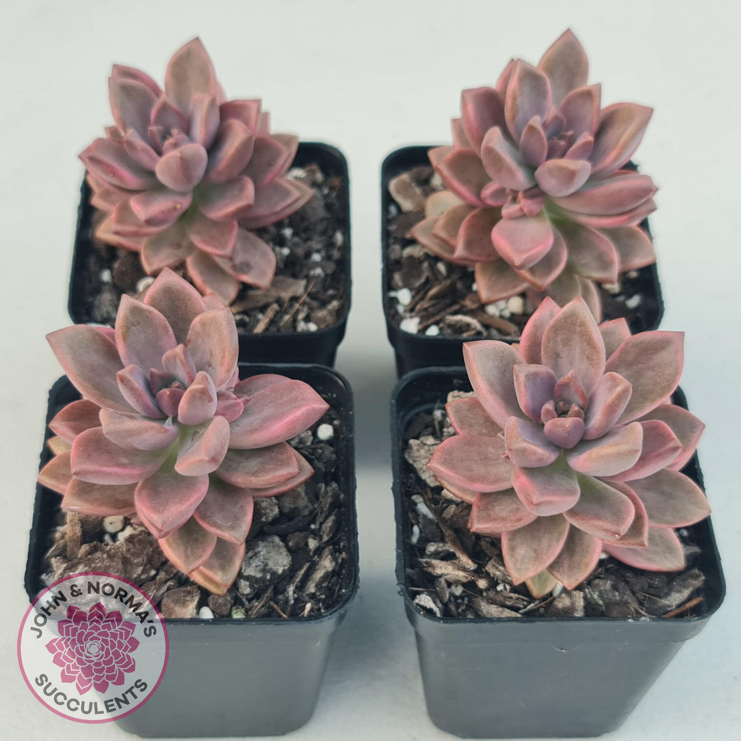 Graptosedum Bronze Variegata - John & Norma's Succulents