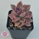 Graptosedum Bronze Variegata