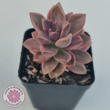 Load image into Gallery viewer, Graptosedum Bronze Variegata - John &amp; Norma&#39;s Succulents
