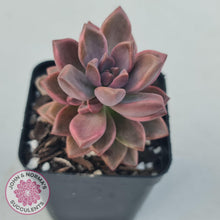 Load image into Gallery viewer, Graptosedum Bronze Variegata - John &amp; Norma&#39;s Succulents
