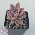 Graptosedum Bronze Variegata