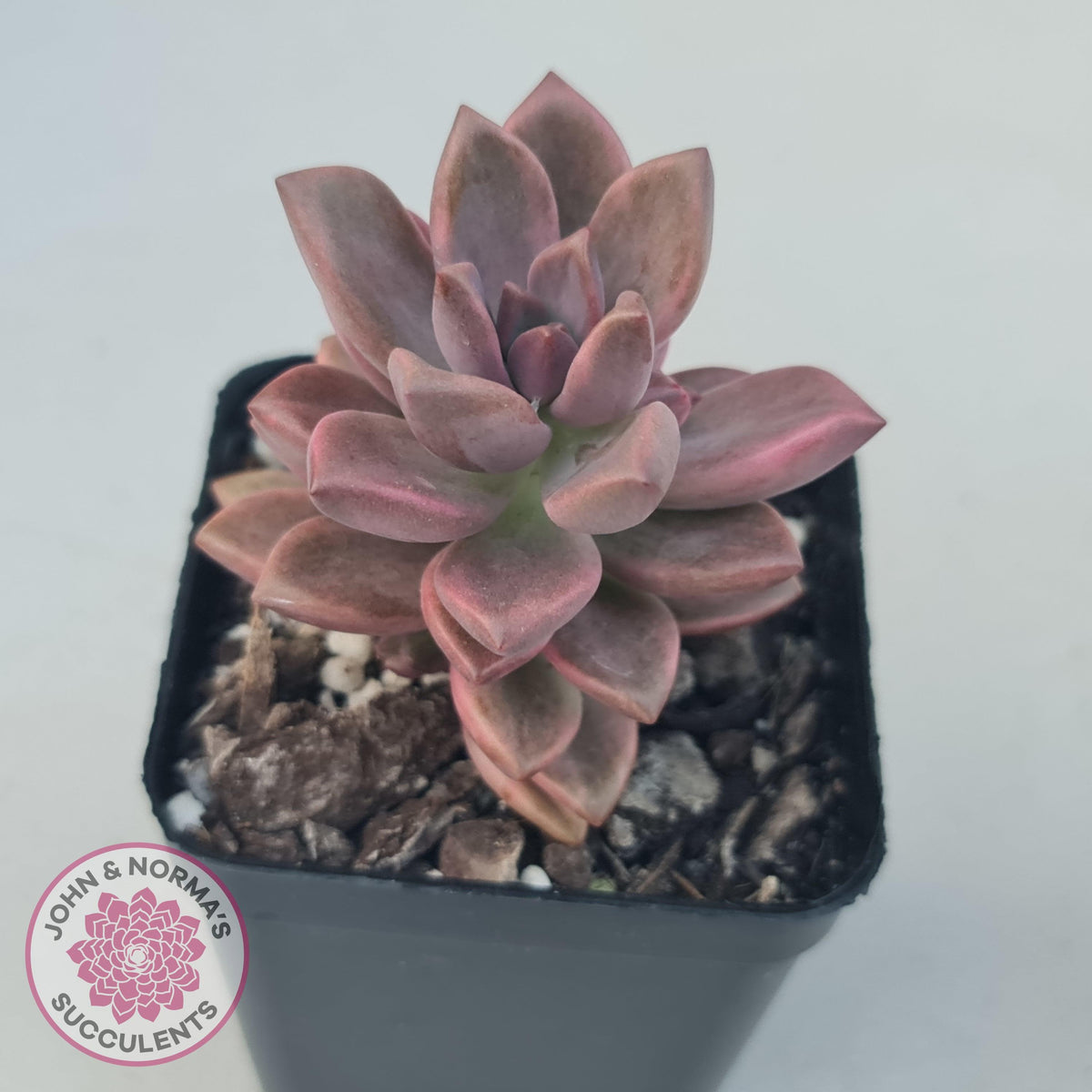 Graptosedum Bronze Variegata