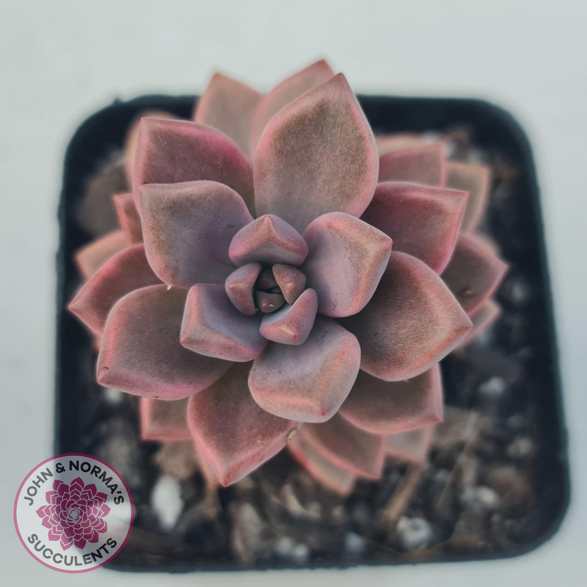 Graptosedum Bronze Variegata