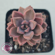 Load image into Gallery viewer, Graptosedum Bronze Variegata - John &amp; Norma&#39;s Succulents
