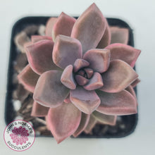 Load image into Gallery viewer, Graptosedum Bronze Variegata - John &amp; Norma&#39;s Succulents
