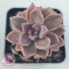 Graptosedum Bronze Variegata