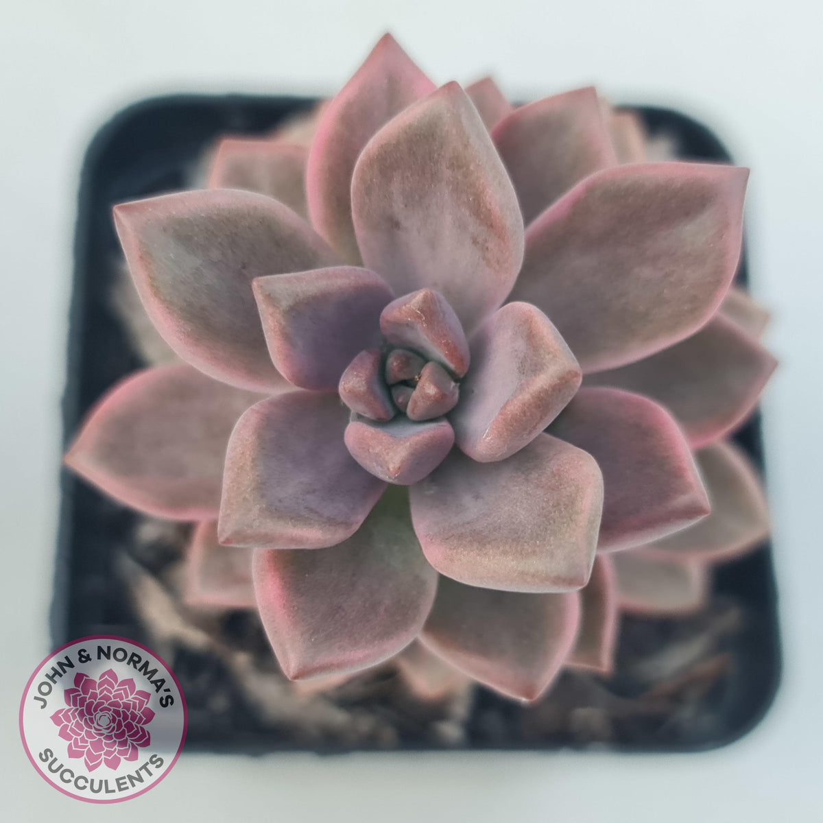 Graptosedum Bronze Variegata