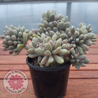 Graptosedum Francesco Baldi Crest (Lg)
