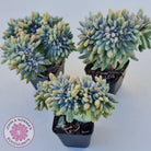 Graptosedum Francesco Baldi Crest (Lg)