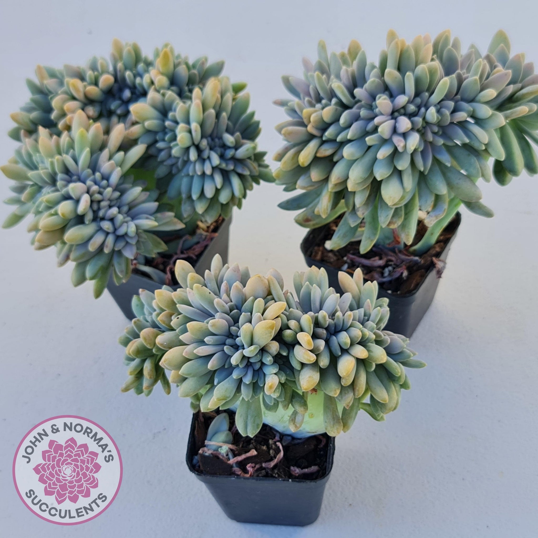 francesco baldi succulent Buy Graptosedum Francesco Baldi Crest (Lg) Australia