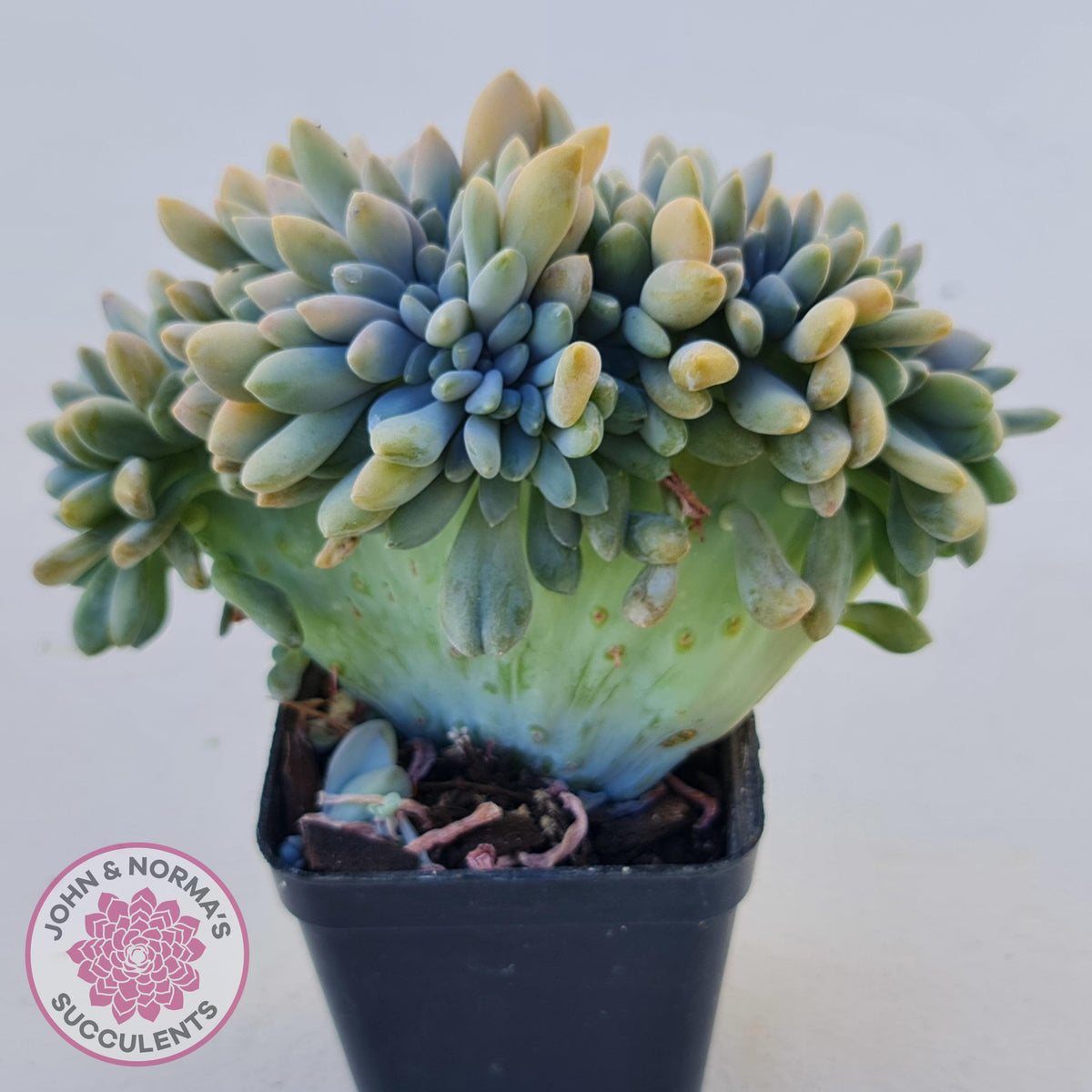 Graptosedum Francesco Baldi Crest (Lg)