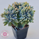 Graptosedum Francesco Baldi Crest (Lg)