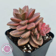 Load image into Gallery viewer, Graptosedum Bronze Variegata - John &amp; Norma&#39;s Succulents
