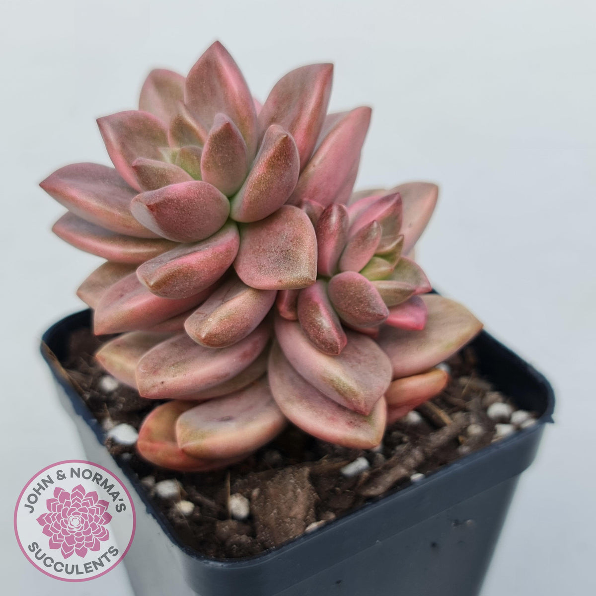 Graptosedum Bronze Variegata