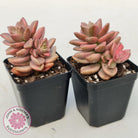 Graptosedum Bronze Variegata