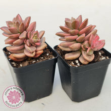 Load image into Gallery viewer, Graptosedum Bronze Variegata - John &amp; Norma&#39;s Succulents
