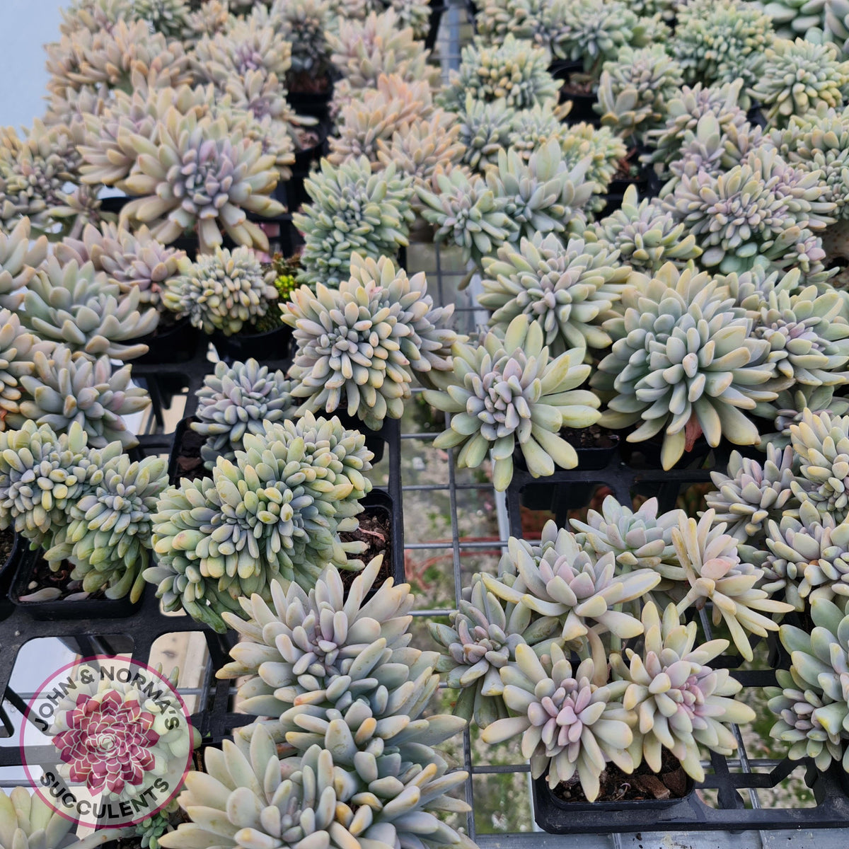 Graptosedum Francesco Baldi Crest (Lg)