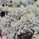 Graptosedum Francesco Baldi Crest (Lg)