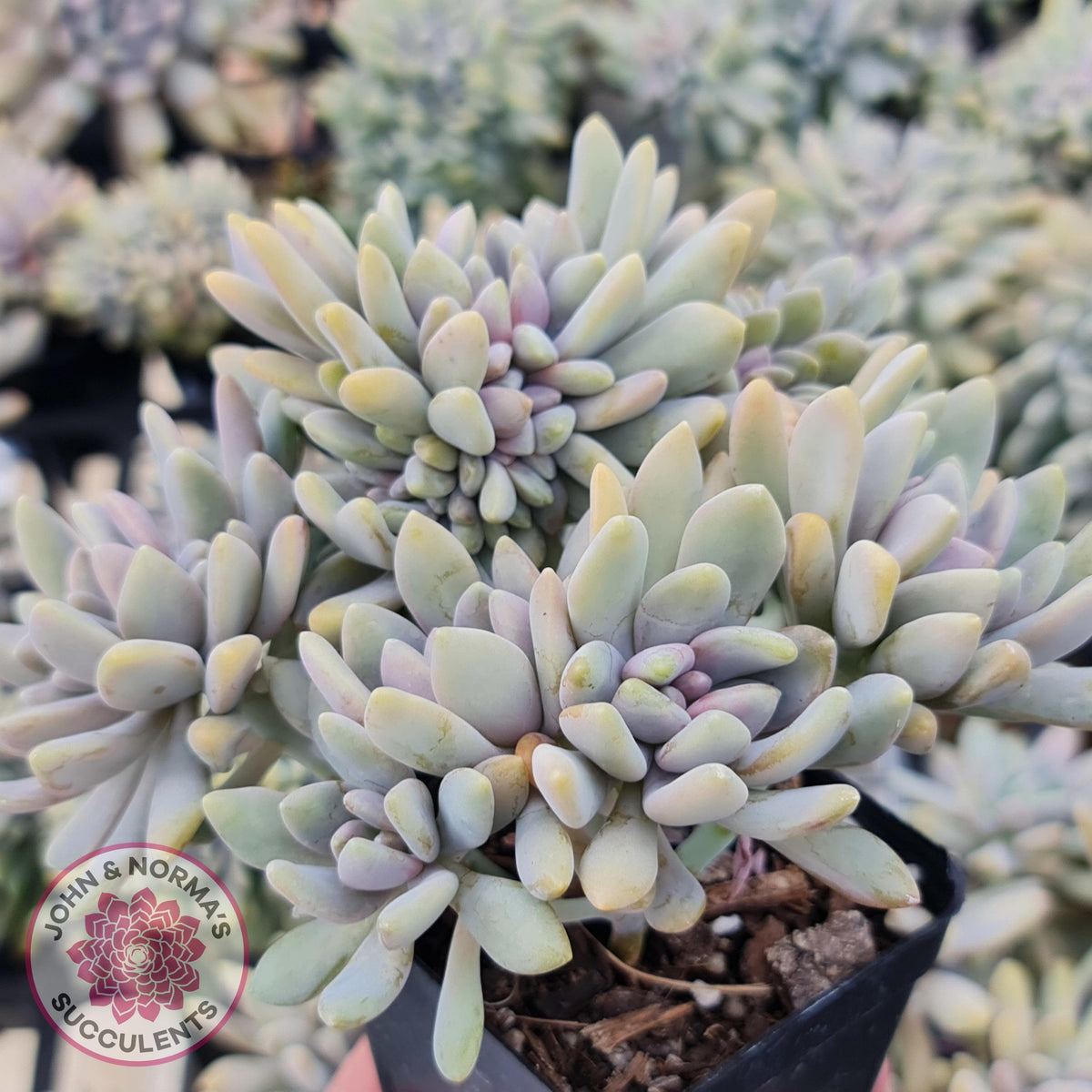 Graptosedum Francesco Baldi Crest (Lg)