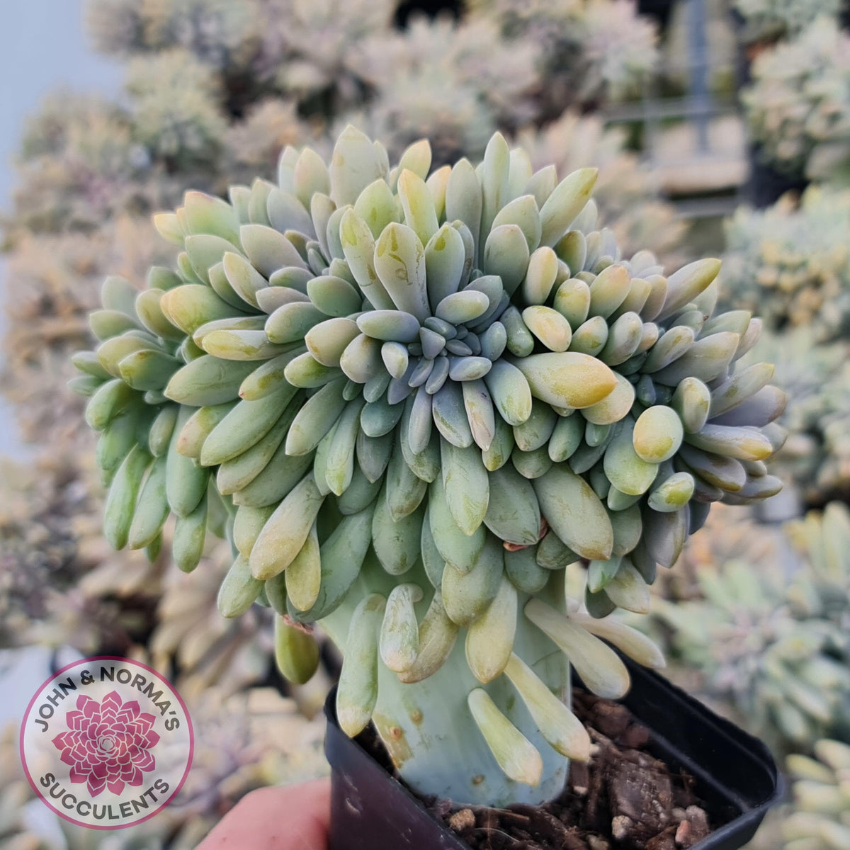 Graptosedum Francesco Baldi Crest (Lg)